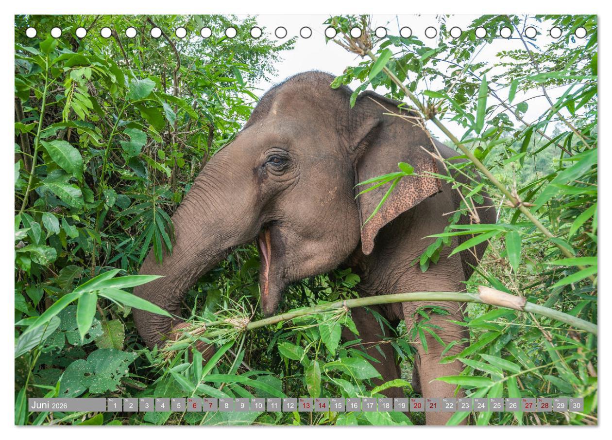 Beispielinhalt (Bild) ELEFANTEN Jumbos der Herzen (Tischkalender 2026 DIN A5 quer), CALVENDO Monatskalender
