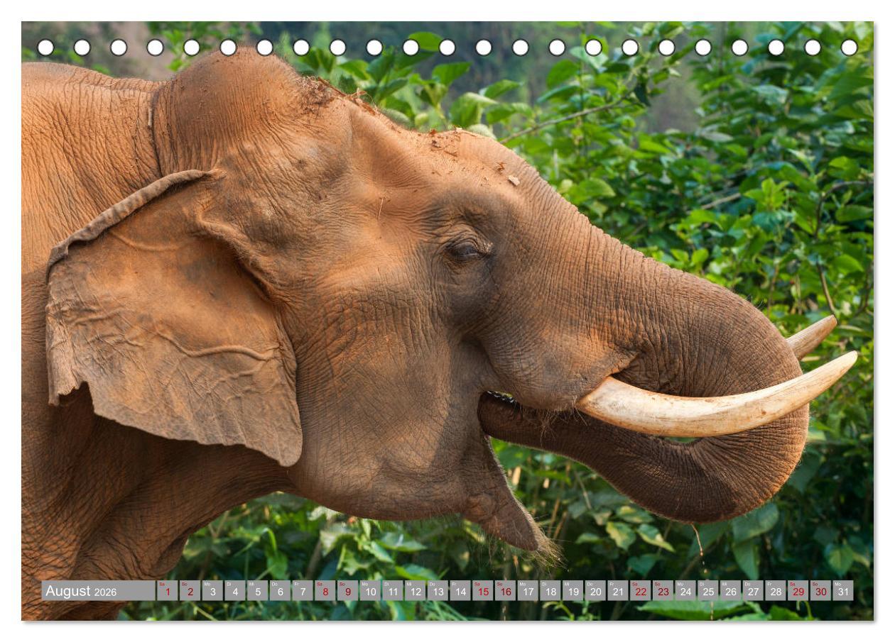 Beispielinhalt (Bild) ELEFANTEN Jumbos der Herzen (Tischkalender 2026 DIN A5 quer), CALVENDO Monatskalender