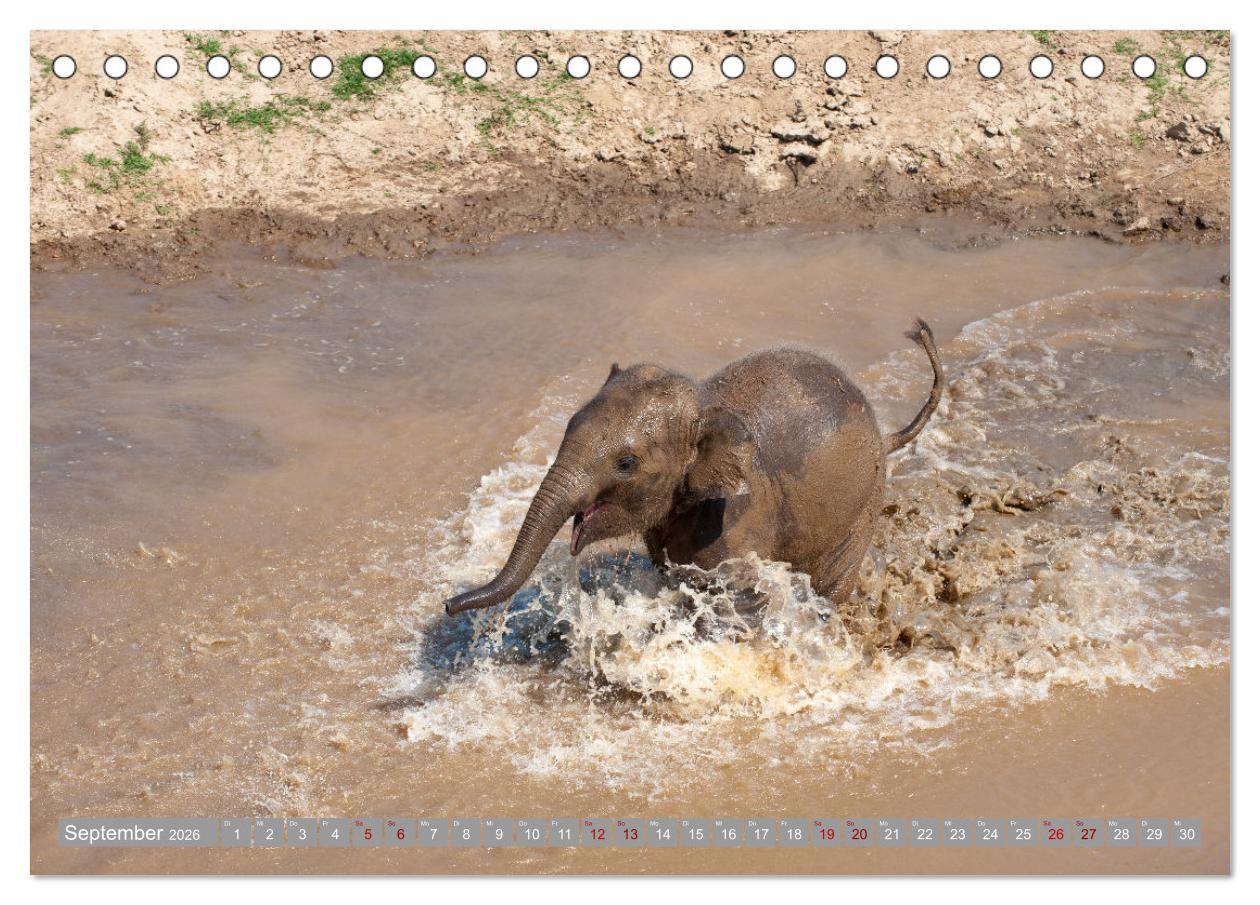 Beispielinhalt (Bild) ELEFANTEN Jumbos der Herzen (Tischkalender 2026 DIN A5 quer), CALVENDO Monatskalender