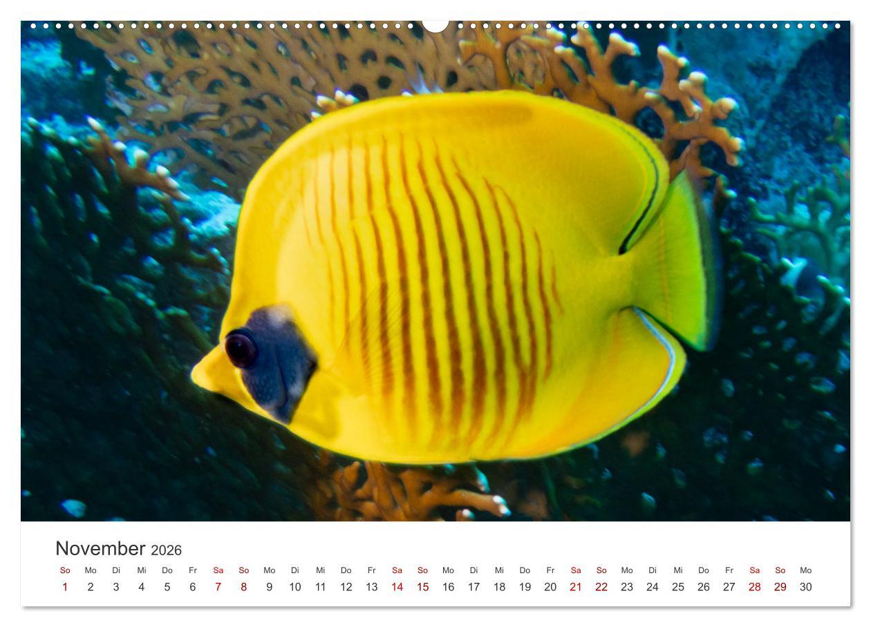 Beispielinhalt (Bild) Faszination blaue Welt (Wandkalender 2026 DIN A2 quer), CALVENDO Monatskalender