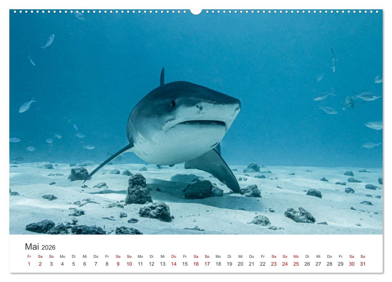 Beispielinhalt (Bild) Faszination blaue Welt (Wandkalender 2026 DIN A2 quer), CALVENDO Monatskalender