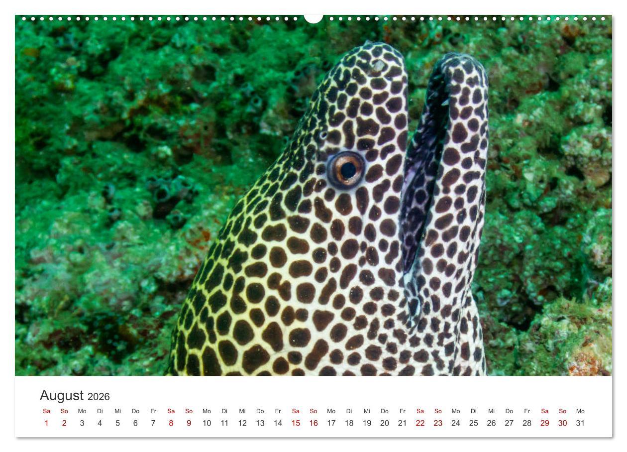 Beispielinhalt (Bild) Faszination blaue Welt (Wandkalender 2026 DIN A2 quer), CALVENDO Monatskalender