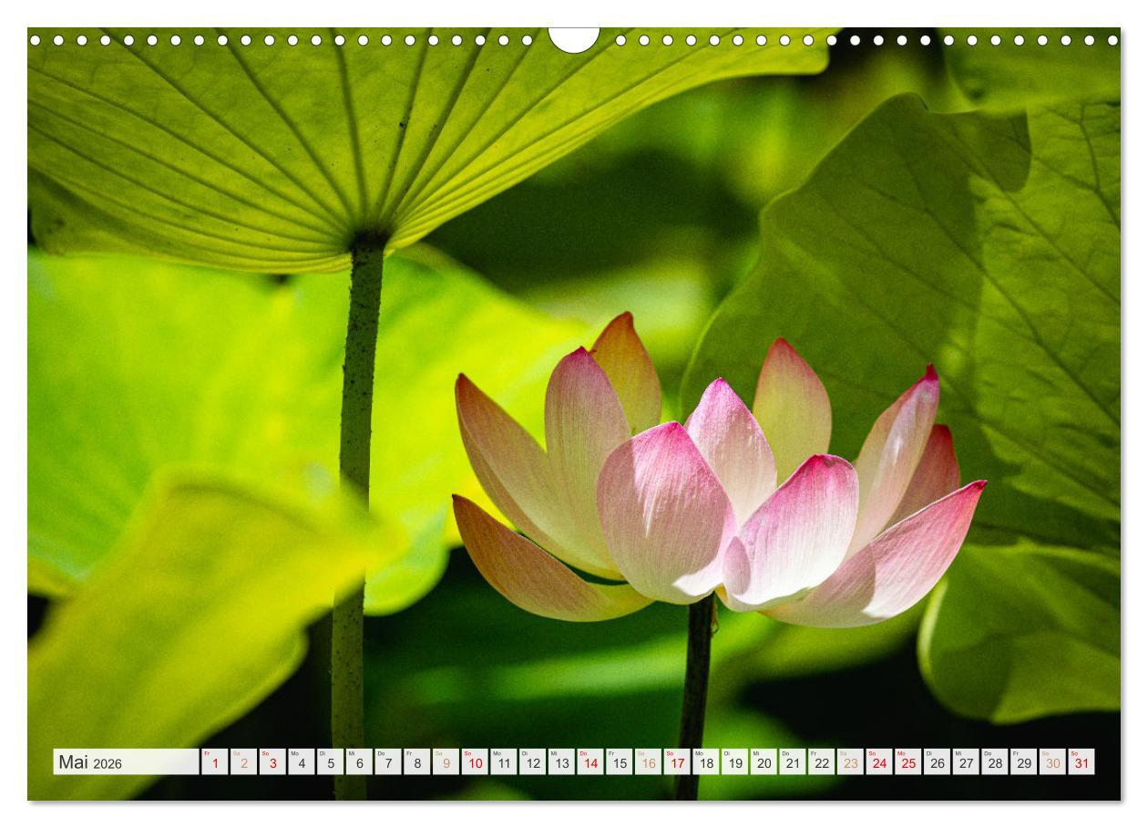 Beispielinhalt (Bild) Trauminseln der Welt - Mauritius (Wandkalender 2026 DIN A3 quer), CALVENDO Monatskalender