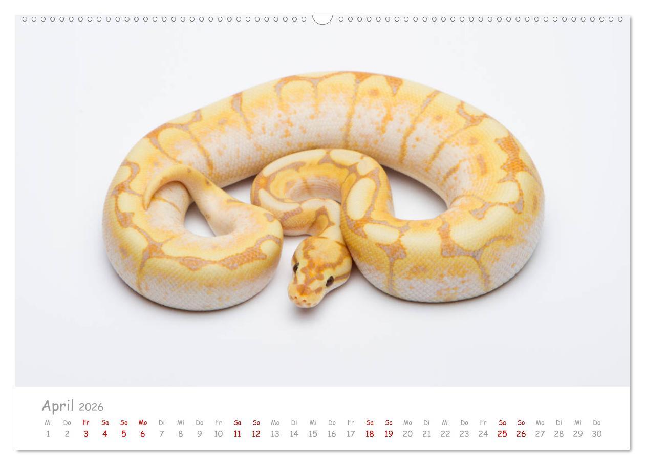 Beispielinhalt (Bild) Königspythons - bunte Schlangen (hochwertiger Premium Wandkalender 2026 DIN A2 quer), Kunstdruck in Hochglanz