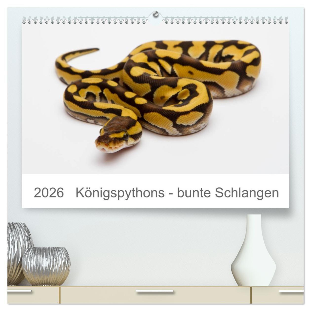 Vorderes Coverbild Königspythons - bunte Schlangen (hochwertiger Premium Wandkalender 2026 DIN A2 quer), Kunstdruck in Hochglanz