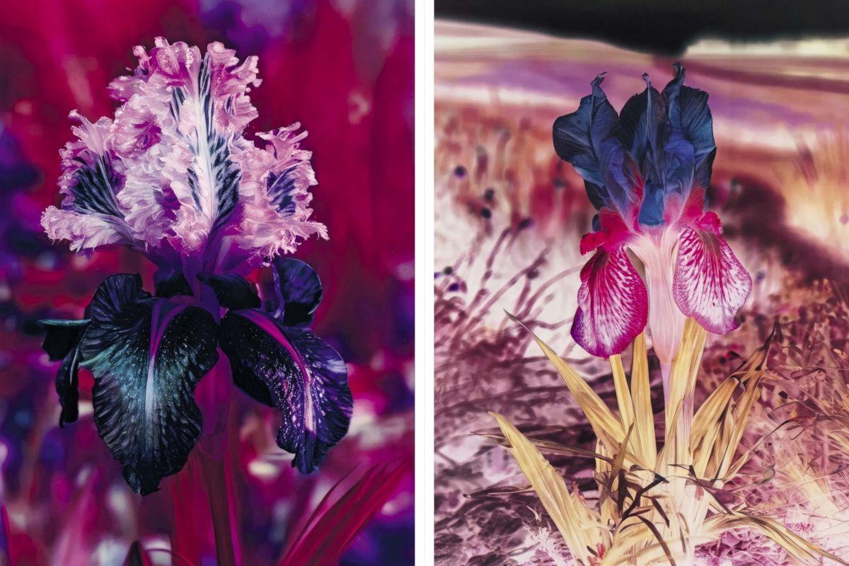 Beispielinhalt (Bild) Lisa Oppenheim: The Eternal Substitute