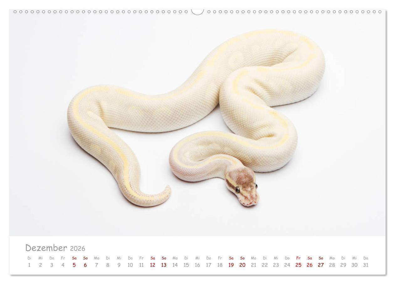 Beispielinhalt (Bild) Königspythons - bunte Schlangen (Wandkalender 2026 DIN A2 quer), CALVENDO Monatskalender