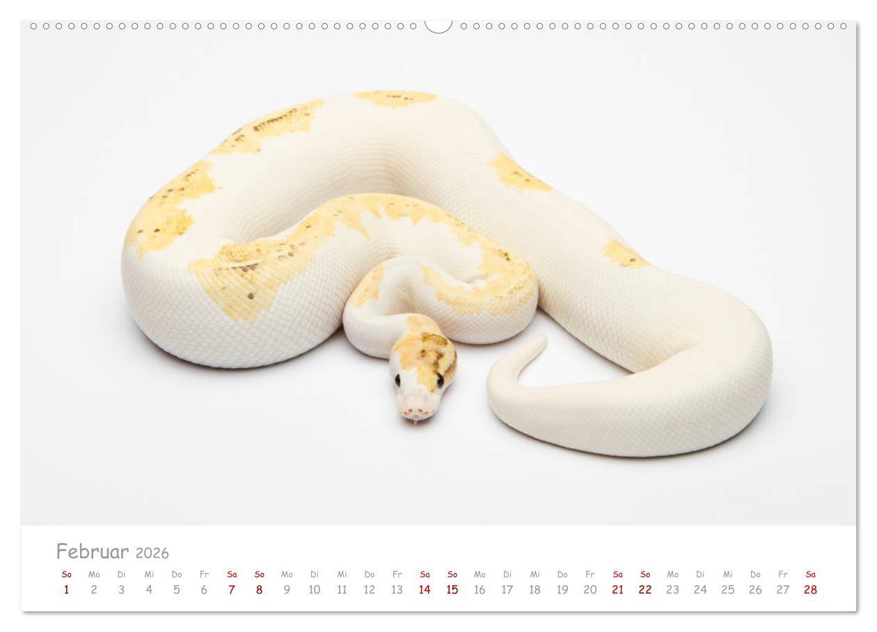 Beispielinhalt (Bild) Königspythons - bunte Schlangen (Wandkalender 2026 DIN A2 quer), CALVENDO Monatskalender