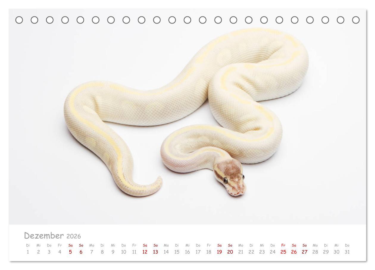 Beispielinhalt (Bild) Königspythons - bunte Schlangen (Tischkalender 2026 DIN A5 quer), CALVENDO Monatskalender