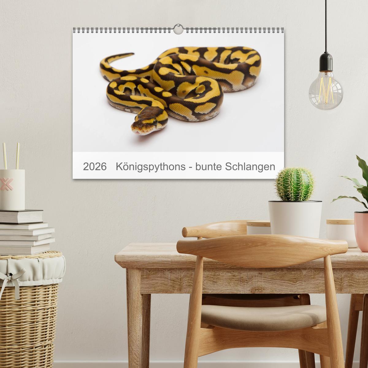Beispielinhalt (Bild) Königspythons - bunte Schlangen (Wandkalender 2026 DIN A3 quer), CALVENDO Monatskalender