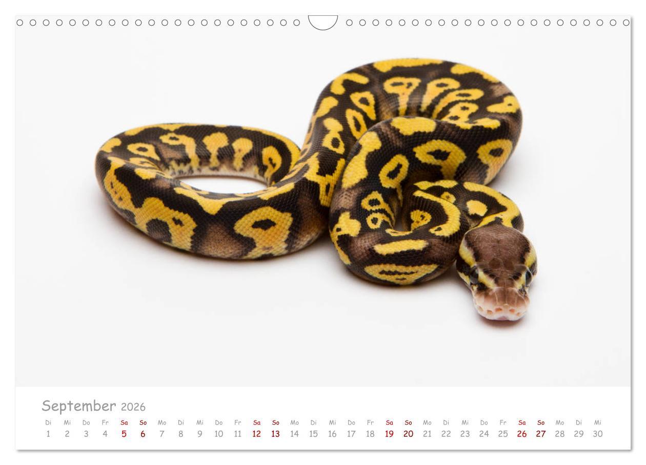 Beispielinhalt (Bild) Königspythons - bunte Schlangen (Wandkalender 2026 DIN A3 quer), CALVENDO Monatskalender