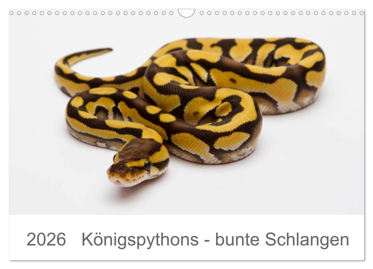 Vorderes Coverbild Königspythons - bunte Schlangen (Wandkalender 2026 DIN A3 quer), CALVENDO Monatskalender