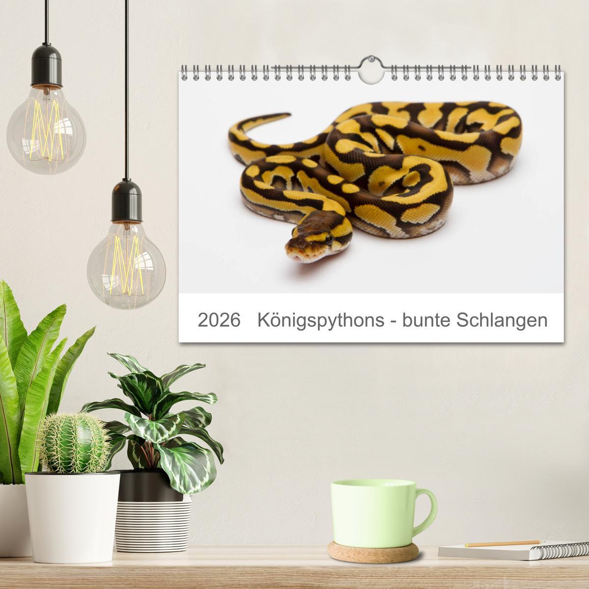 Beispielinhalt (Bild) Königspythons - bunte Schlangen (Wandkalender 2026 DIN A4 quer), CALVENDO Monatskalender