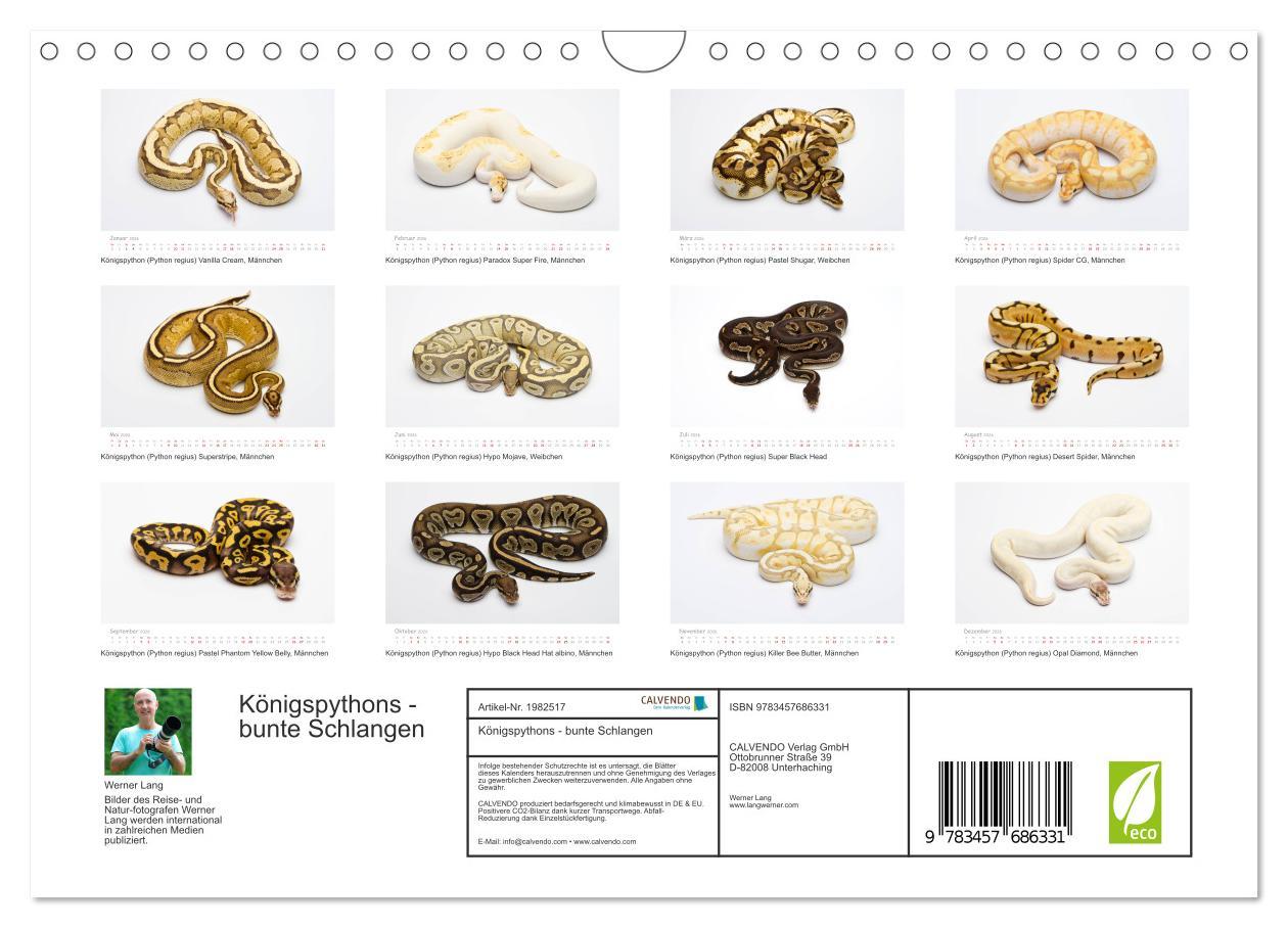 Beispielinhalt (Bild) Königspythons - bunte Schlangen (Wandkalender 2026 DIN A4 quer), CALVENDO Monatskalender