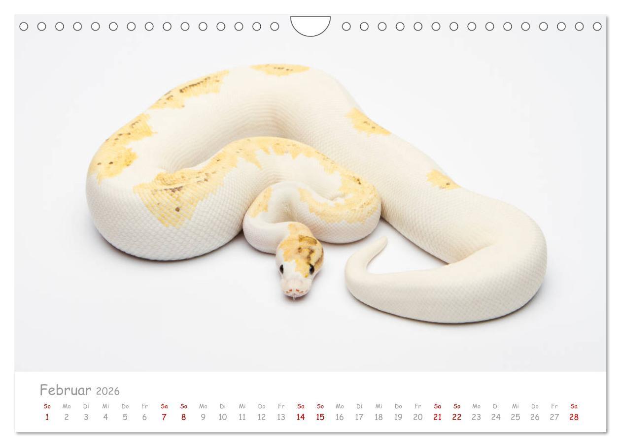 Beispielinhalt (Bild) Königspythons - bunte Schlangen (Wandkalender 2026 DIN A4 quer), CALVENDO Monatskalender