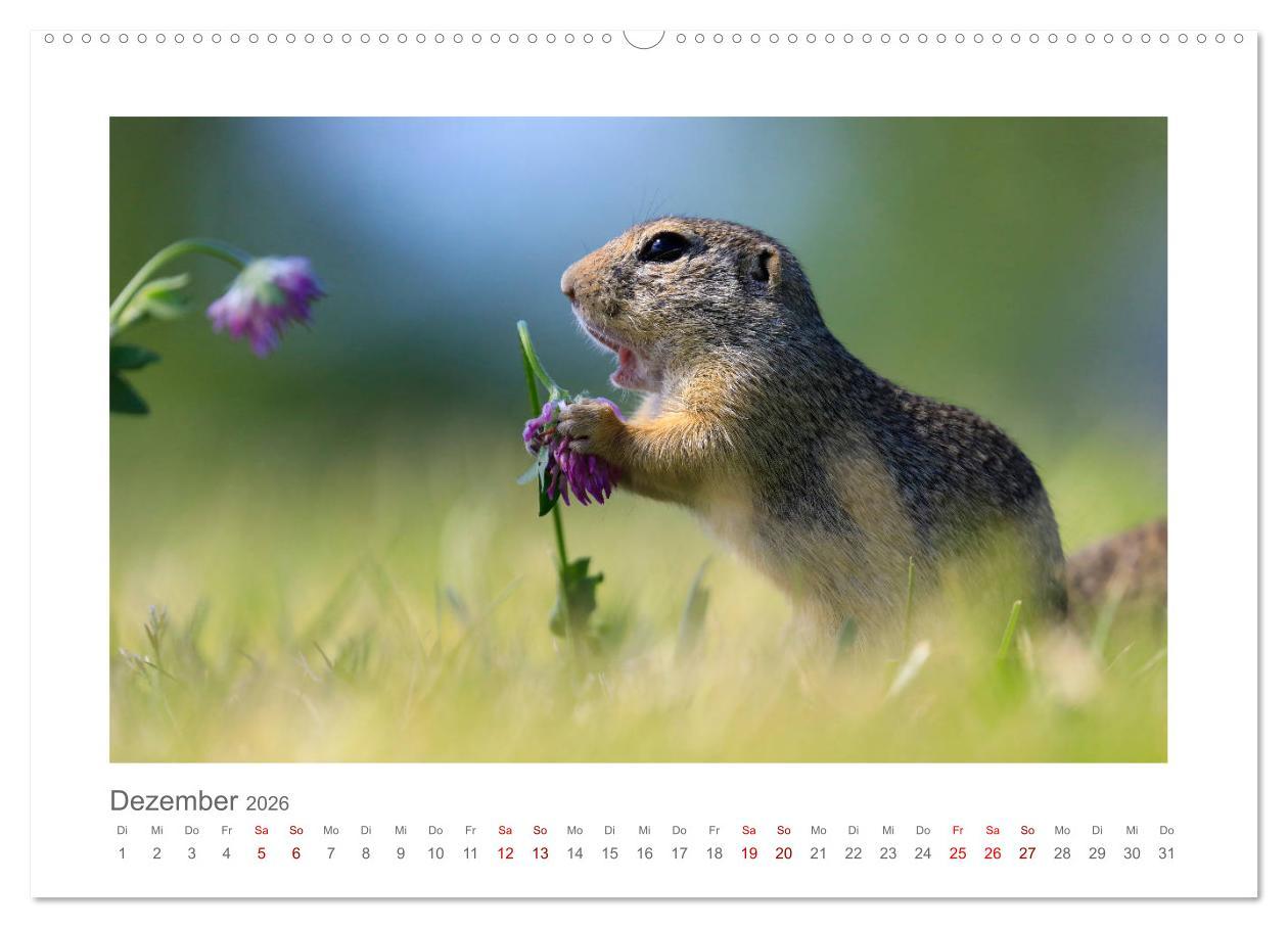 Beispielinhalt (Bild) Lustige Zieselbabys (Wandkalender 2026 DIN A2 quer), CALVENDO Monatskalender