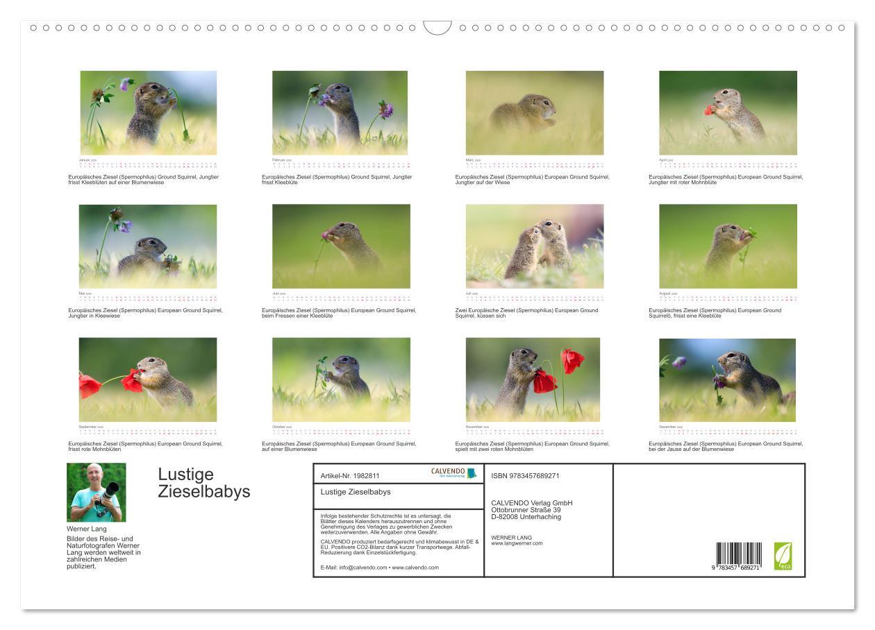 Beispielinhalt (Bild) Lustige Zieselbabys (Wandkalender 2026 DIN A2 quer), CALVENDO Monatskalender