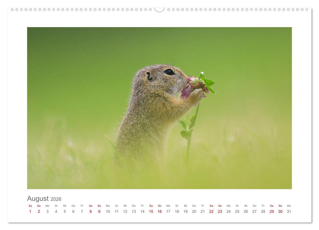 Beispielinhalt (Bild) Lustige Zieselbabys (Wandkalender 2026 DIN A2 quer), CALVENDO Monatskalender