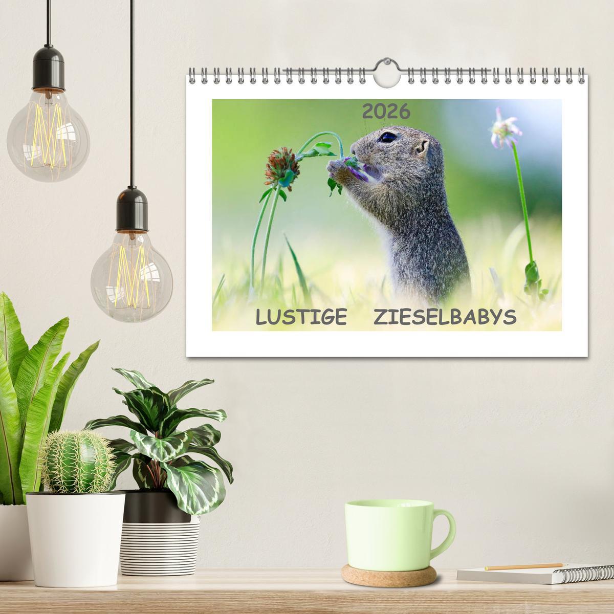 Beispielinhalt (Bild) Lustige Zieselbabys (Wandkalender 2026 DIN A4 quer), CALVENDO Monatskalender