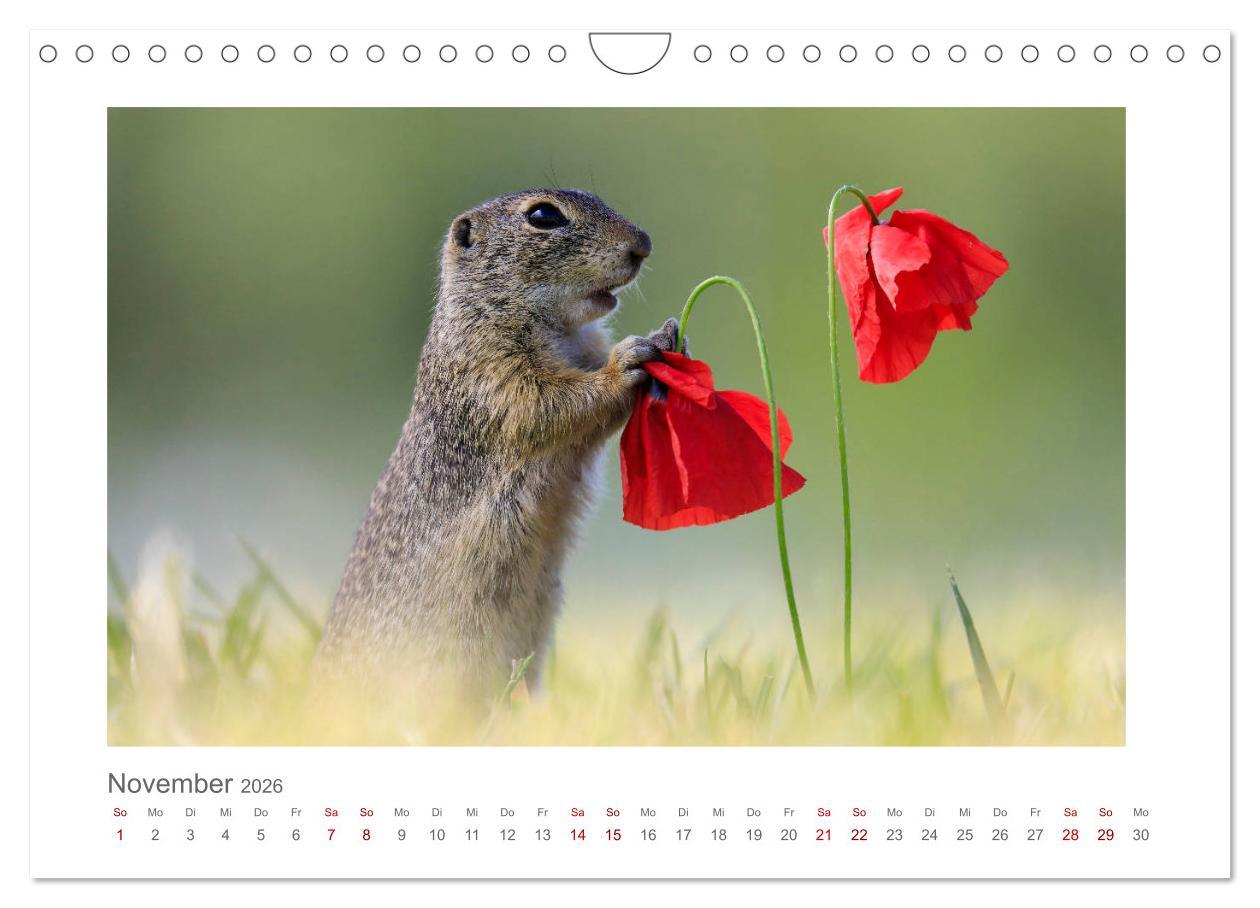 Beispielinhalt (Bild) Lustige Zieselbabys (Wandkalender 2026 DIN A4 quer), CALVENDO Monatskalender