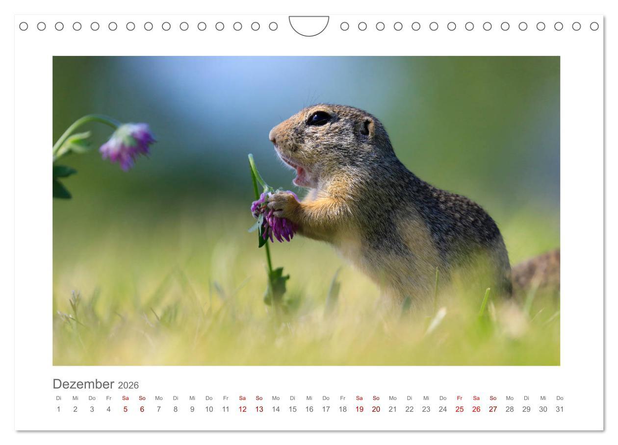 Beispielinhalt (Bild) Lustige Zieselbabys (Wandkalender 2026 DIN A4 quer), CALVENDO Monatskalender