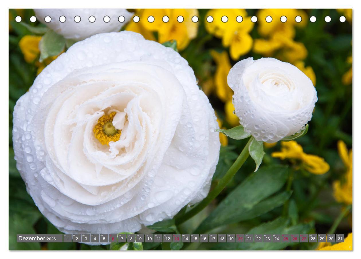 Beispielinhalt (Bild) Blumenpracht der Welt (Tischkalender 2026 DIN A5 quer), CALVENDO Monatskalender