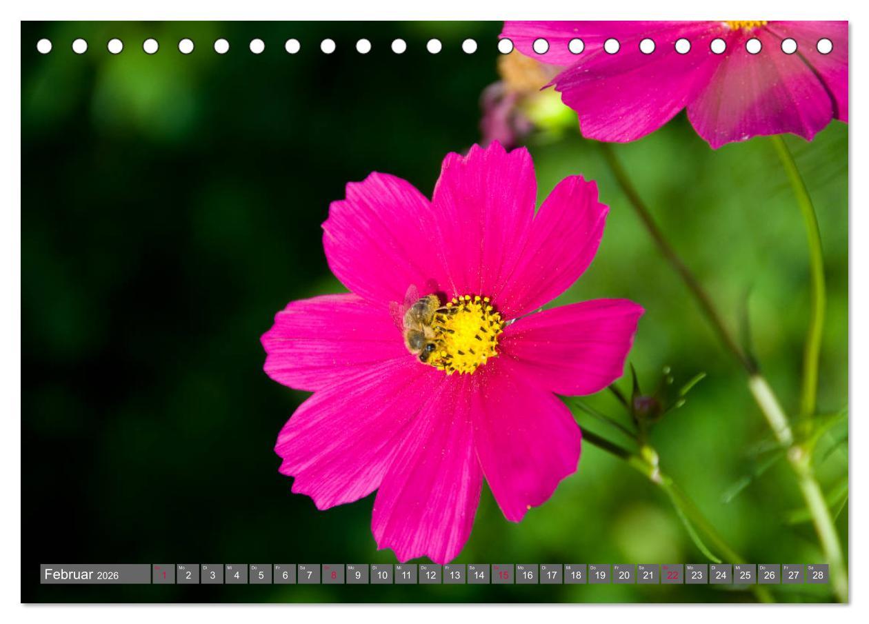 Beispielinhalt (Bild) Blumenpracht der Welt (Tischkalender 2026 DIN A5 quer), CALVENDO Monatskalender