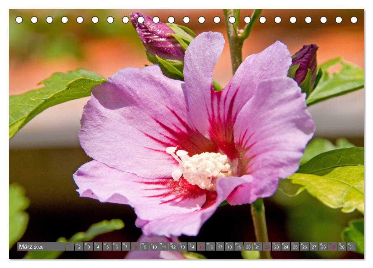 Beispielinhalt (Bild) Blumenpracht der Welt (Tischkalender 2026 DIN A5 quer), CALVENDO Monatskalender