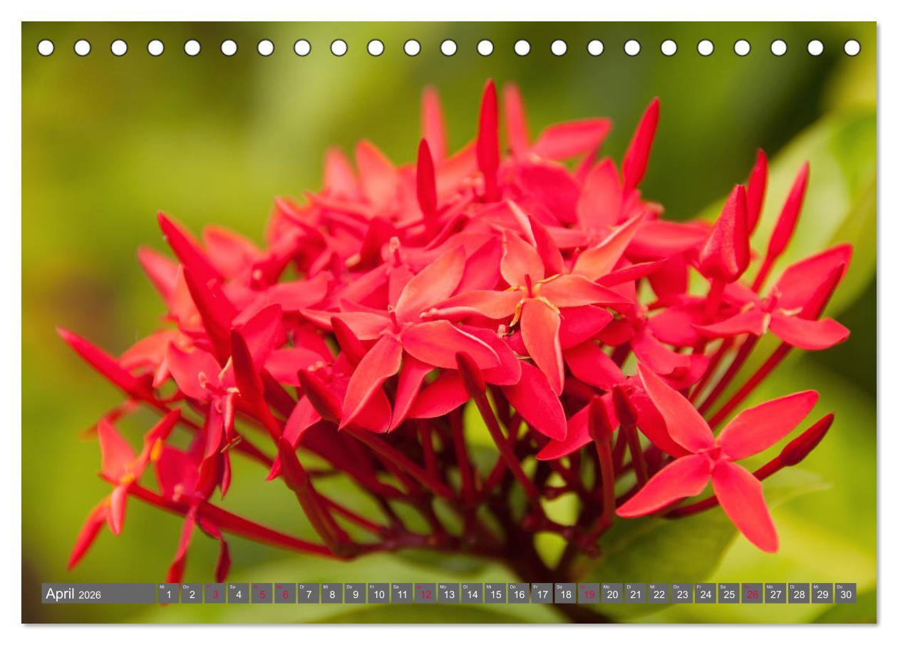 Beispielinhalt (Bild) Blumenpracht der Welt (Tischkalender 2026 DIN A5 quer), CALVENDO Monatskalender