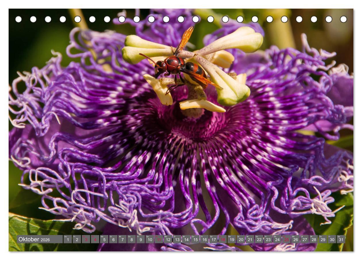 Beispielinhalt (Bild) Blumenpracht der Welt (Tischkalender 2026 DIN A5 quer), CALVENDO Monatskalender