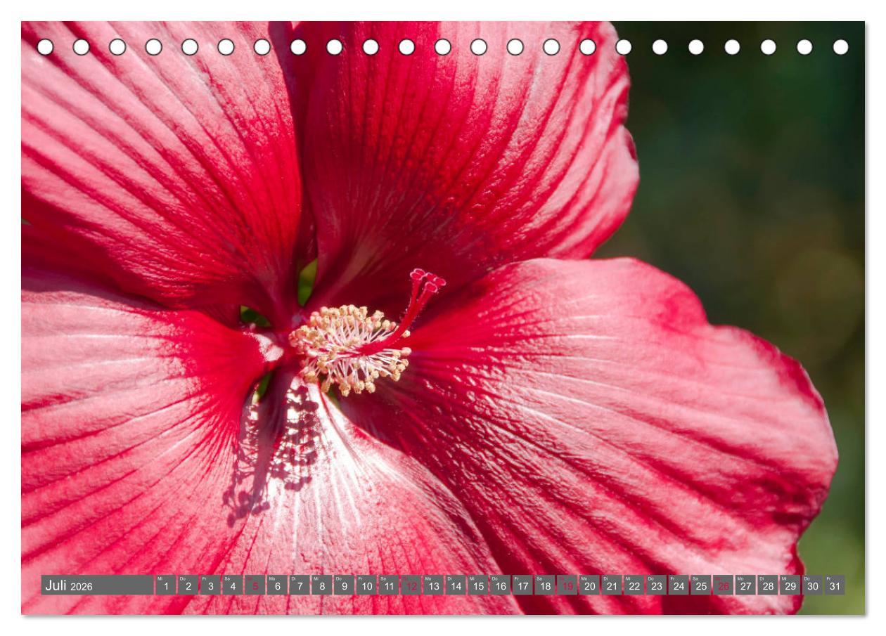 Beispielinhalt (Bild) Blumenpracht der Welt (Tischkalender 2026 DIN A5 quer), CALVENDO Monatskalender
