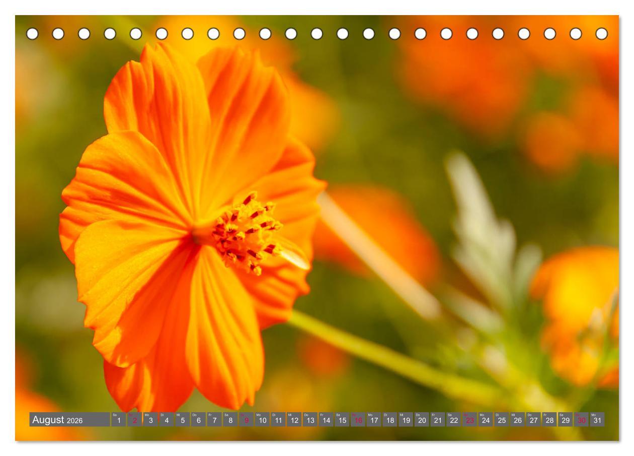 Beispielinhalt (Bild) Blumenpracht der Welt (Tischkalender 2026 DIN A5 quer), CALVENDO Monatskalender