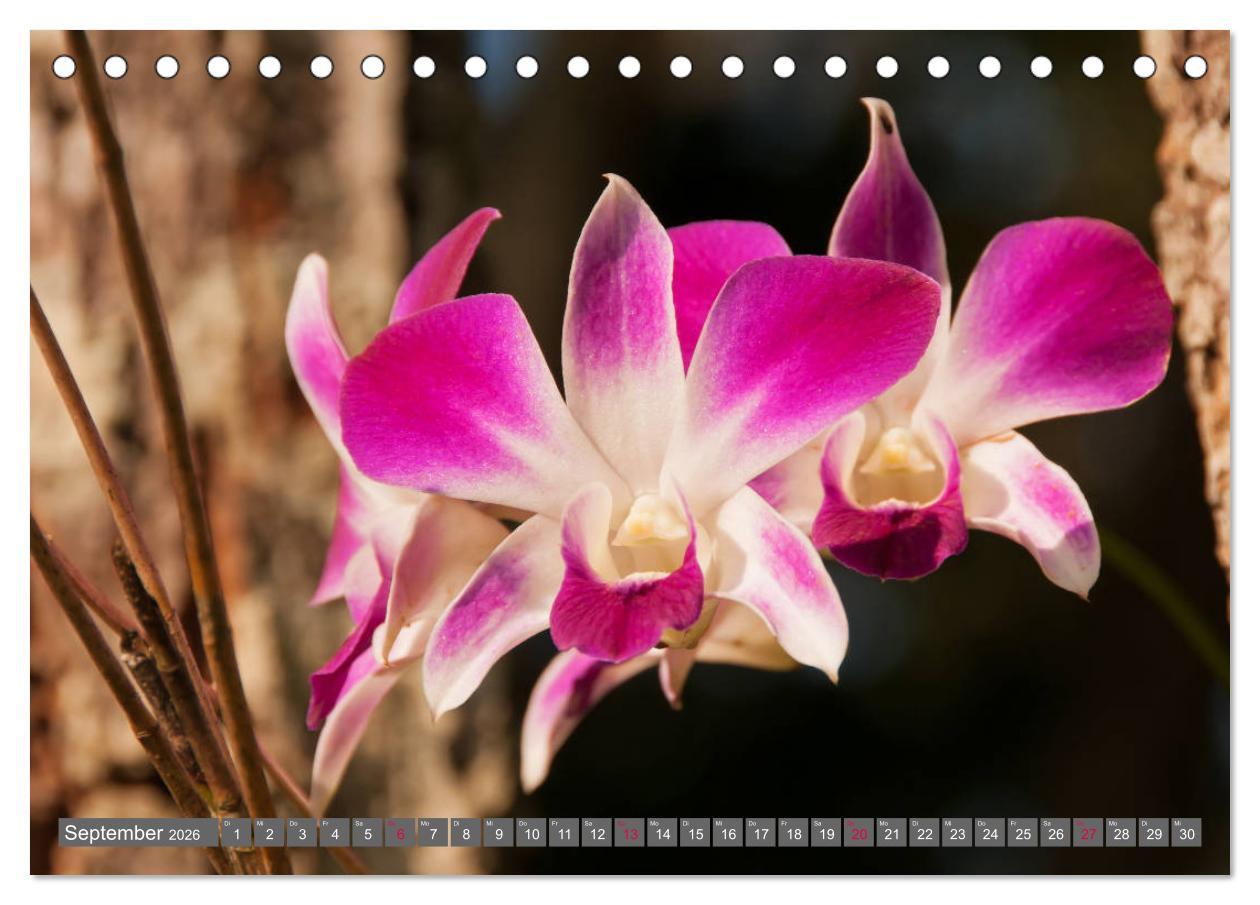 Beispielinhalt (Bild) Blumenpracht der Welt (Tischkalender 2026 DIN A5 quer), CALVENDO Monatskalender