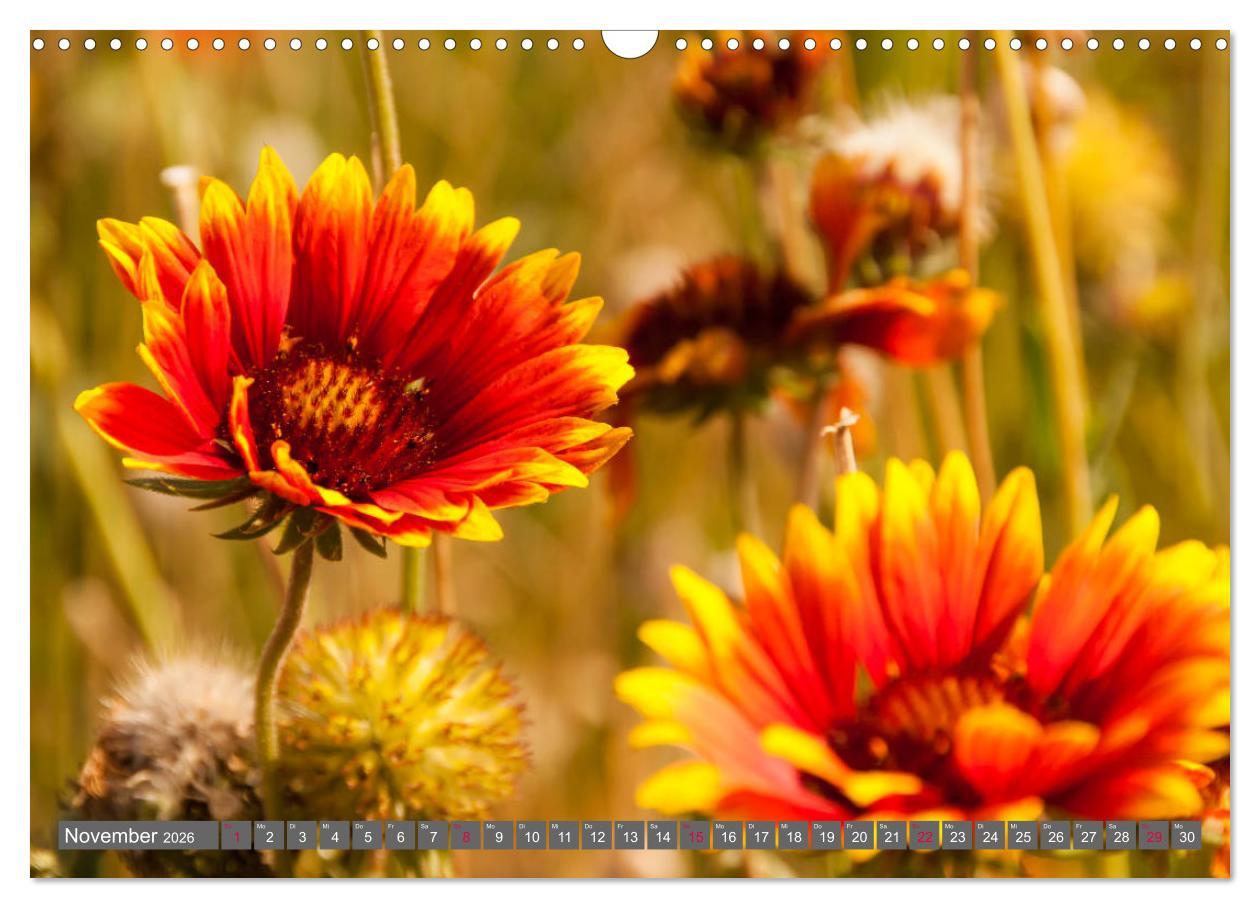 Beispielinhalt (Bild) Blumenpracht der Welt (Wandkalender 2026 DIN A3 quer), CALVENDO Monatskalender