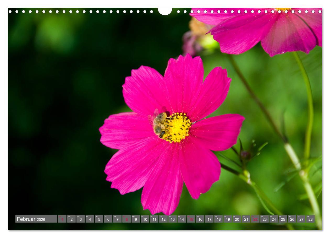 Beispielinhalt (Bild) Blumenpracht der Welt (Wandkalender 2026 DIN A3 quer), CALVENDO Monatskalender