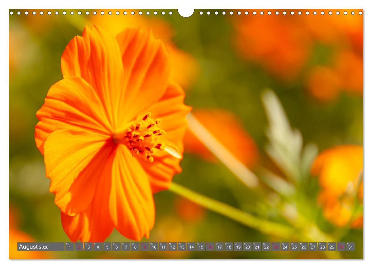 Beispielinhalt (Bild) Blumenpracht der Welt (Wandkalender 2026 DIN A3 quer), CALVENDO Monatskalender