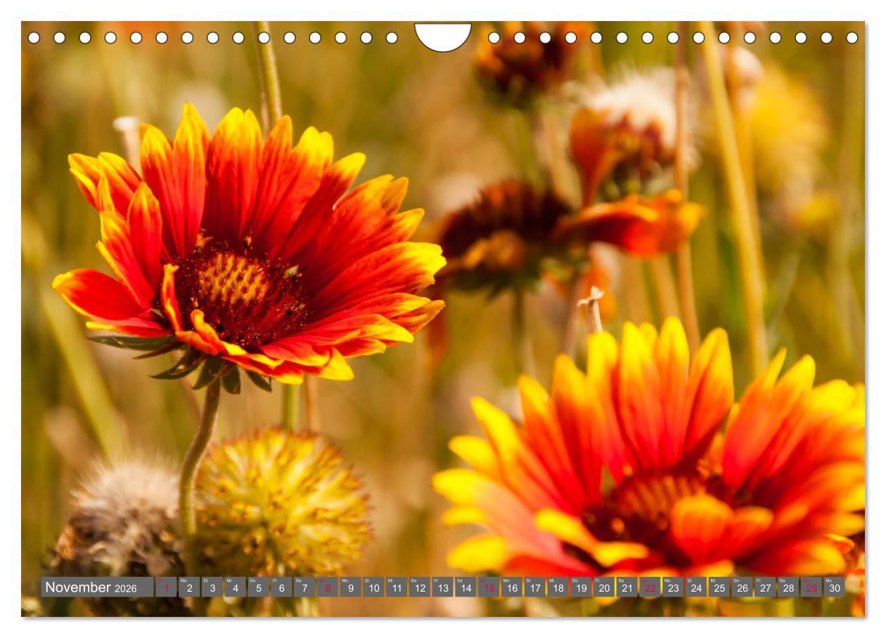 Beispielinhalt (Bild) Blumenpracht der Welt (Wandkalender 2026 DIN A4 quer), CALVENDO Monatskalender