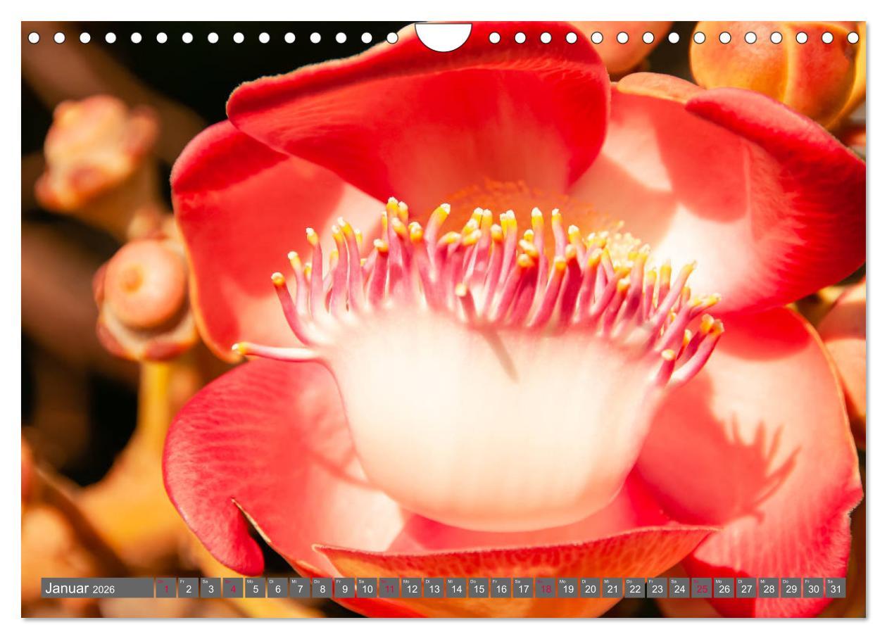 Beispielinhalt (Bild) Blumenpracht der Welt (Wandkalender 2026 DIN A4 quer), CALVENDO Monatskalender