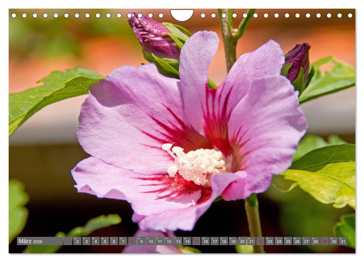 Beispielinhalt (Bild) Blumenpracht der Welt (Wandkalender 2026 DIN A4 quer), CALVENDO Monatskalender