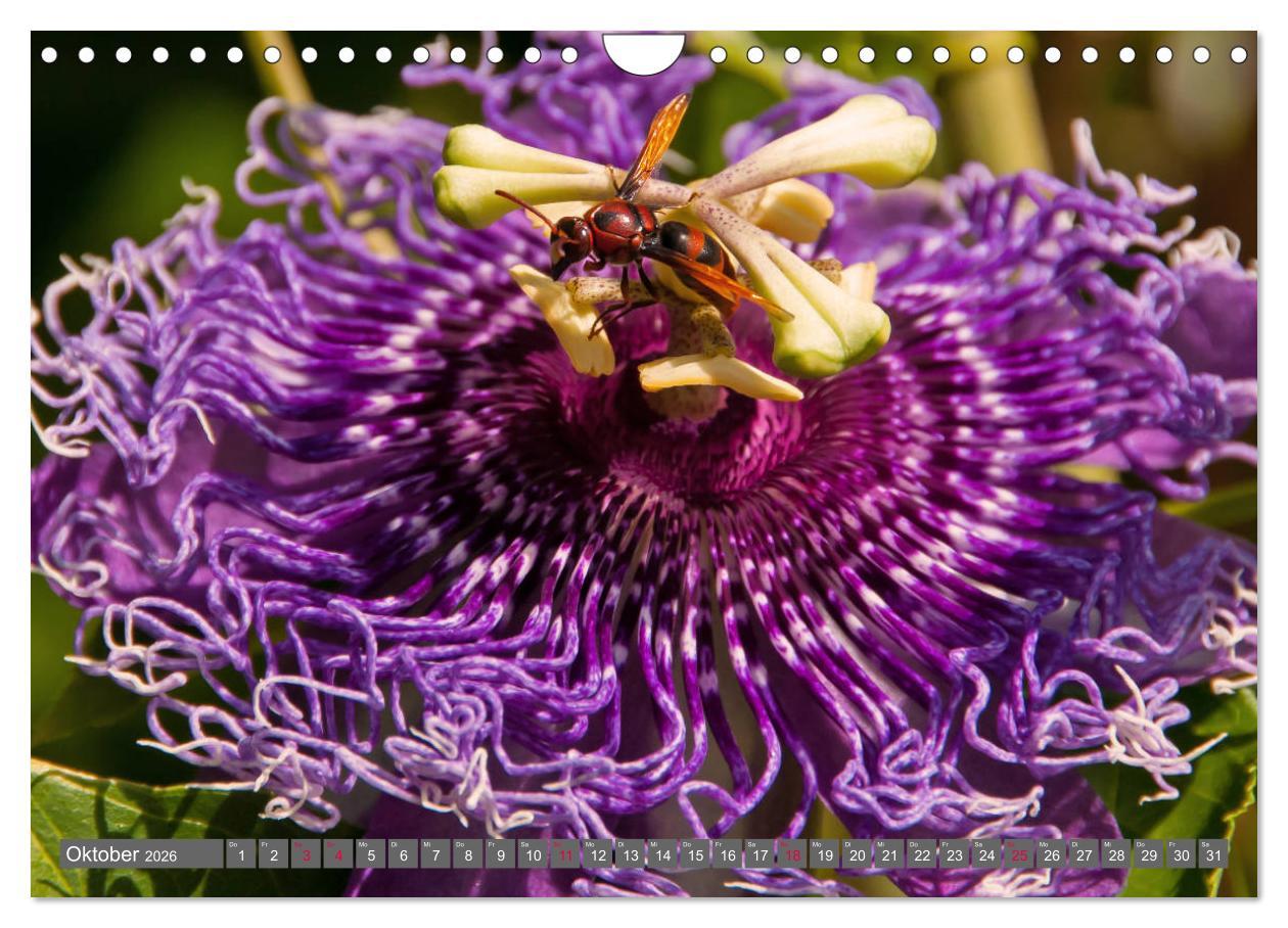 Beispielinhalt (Bild) Blumenpracht der Welt (Wandkalender 2026 DIN A4 quer), CALVENDO Monatskalender