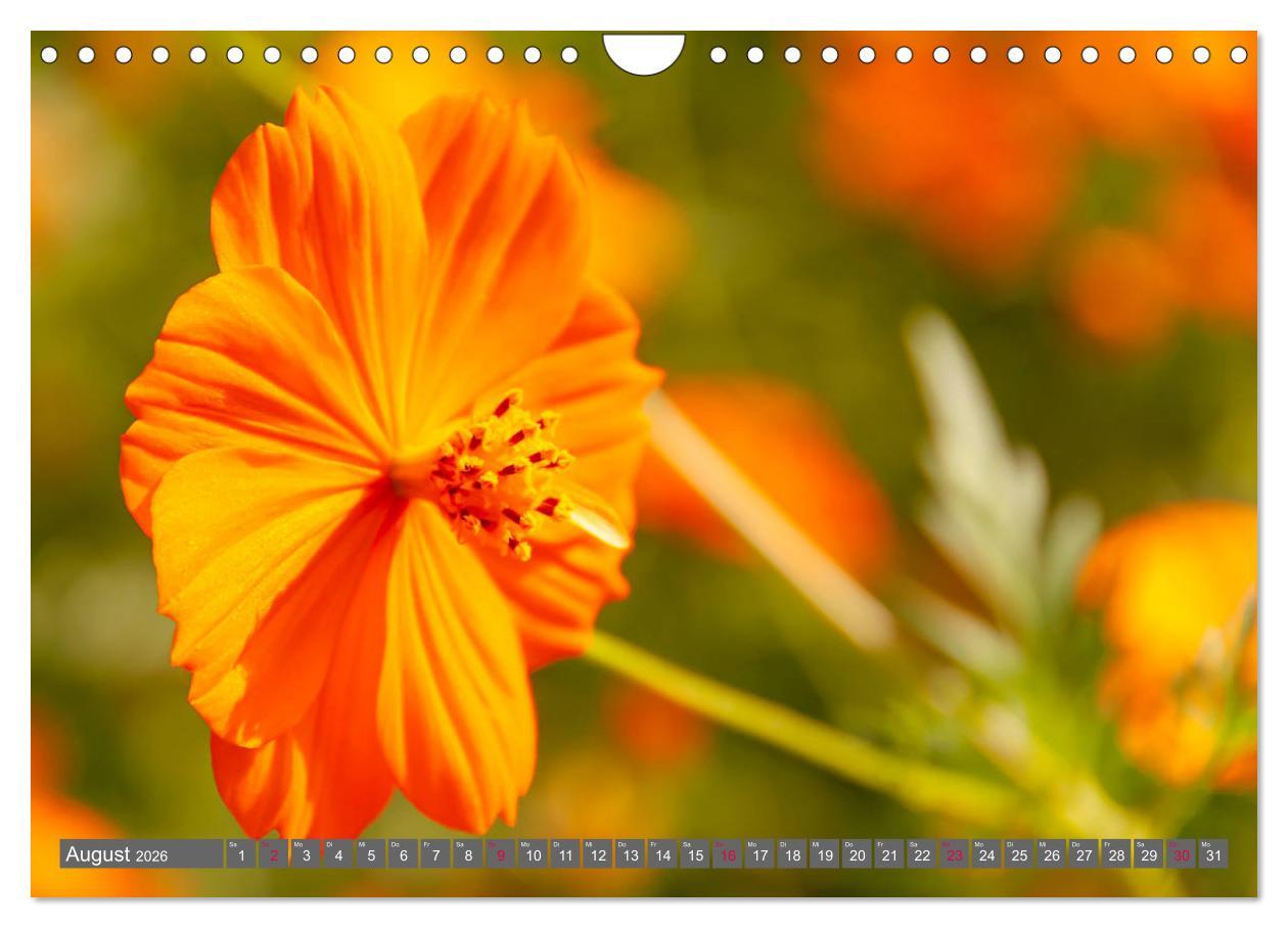 Beispielinhalt (Bild) Blumenpracht der Welt (Wandkalender 2026 DIN A4 quer), CALVENDO Monatskalender