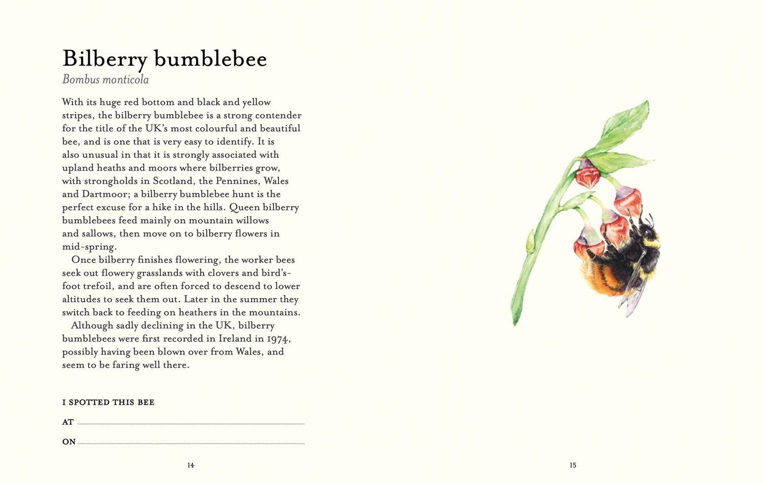 Beispielinhalt (Bild) The Bee Spotter's Guide