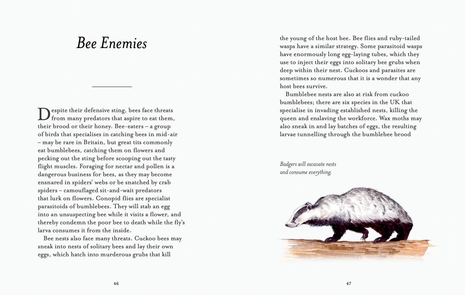 Beispielinhalt (Bild) The Bee Spotter's Guide