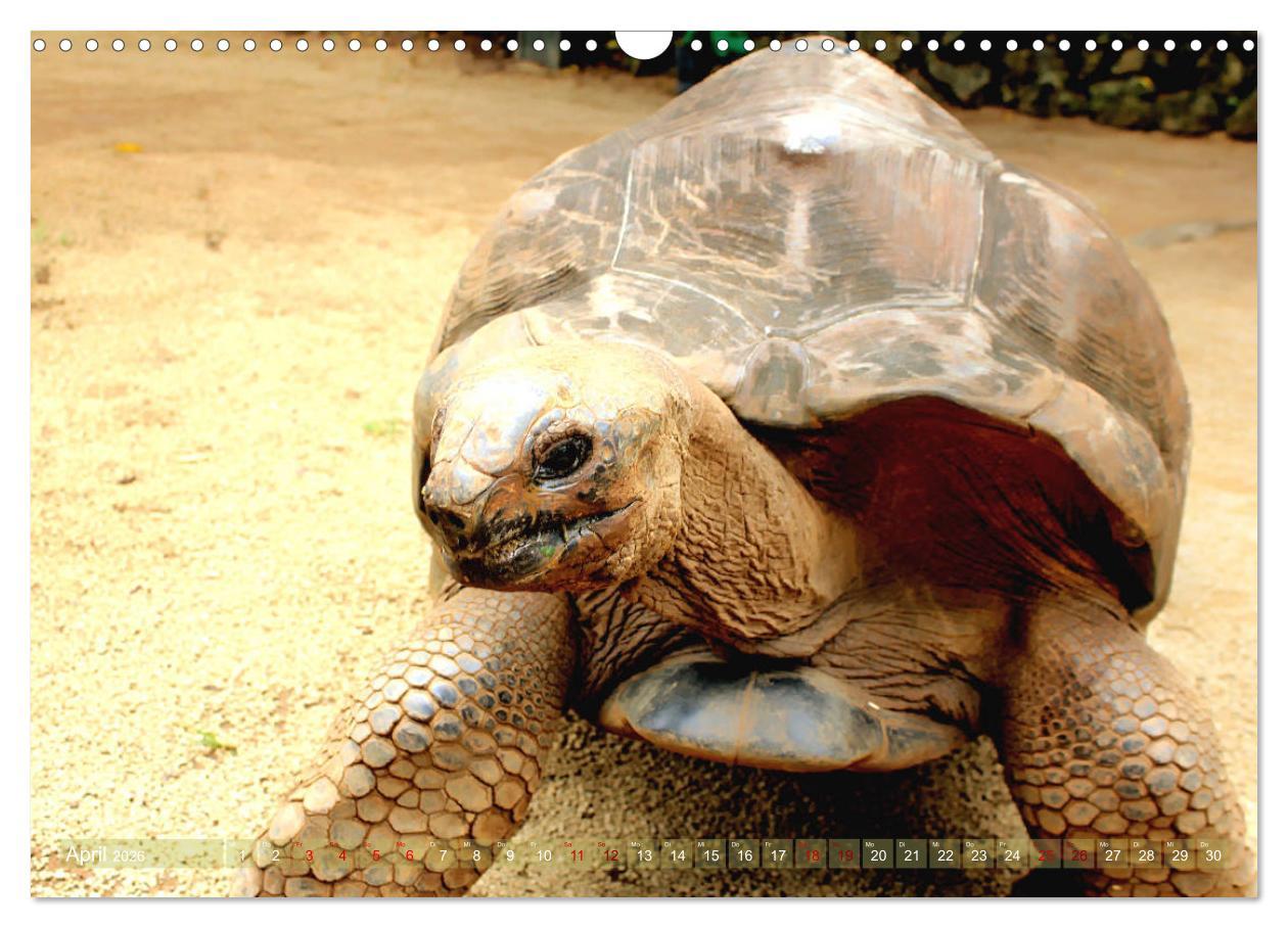 Beispielinhalt (Bild) Mauritius - Die Perle im Indischen Ozean (Wandkalender 2026 DIN A3 quer), CALVENDO Monatskalender