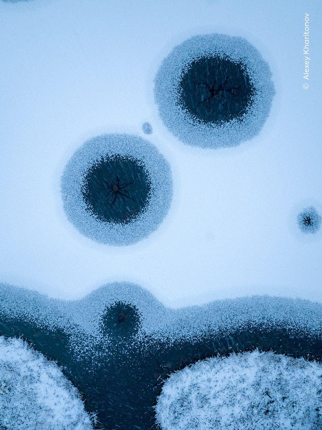 Beispielinhalt (Bild) Wildlife Fotografien des Jahres - Portfolio 35