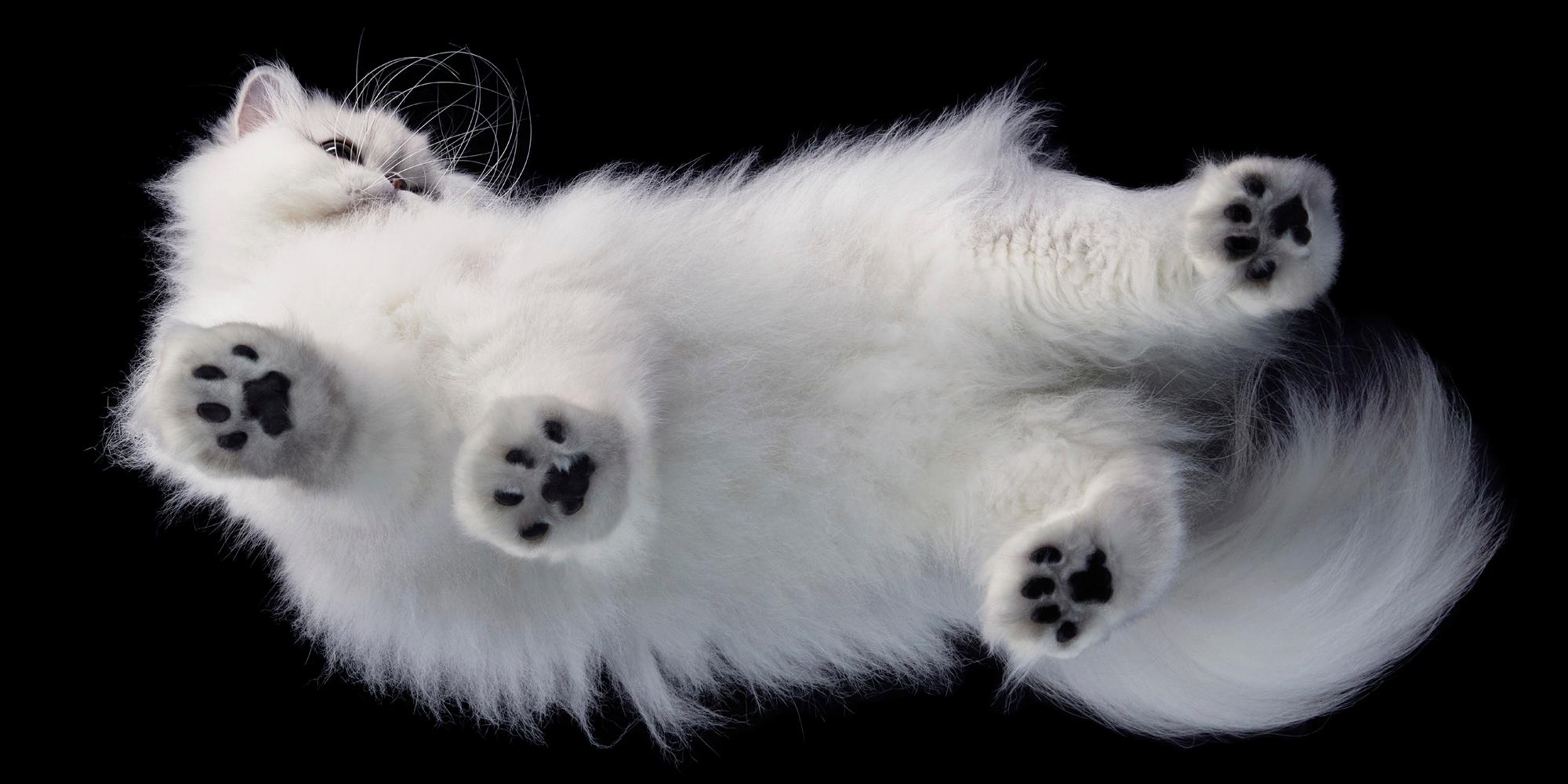 Beispielinhalt (Bild) Katzen