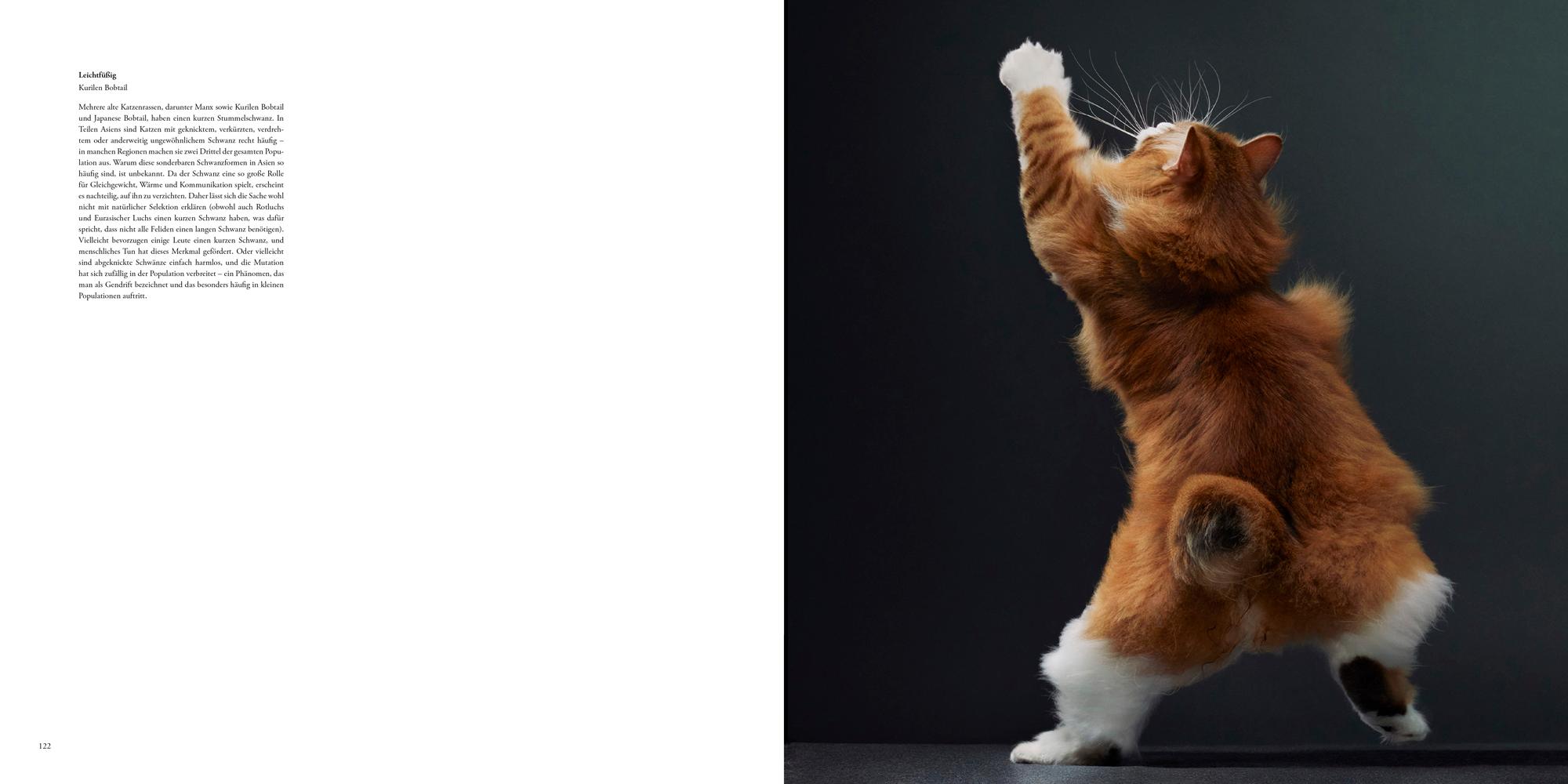 Beispielinhalt (Bild) Katzen