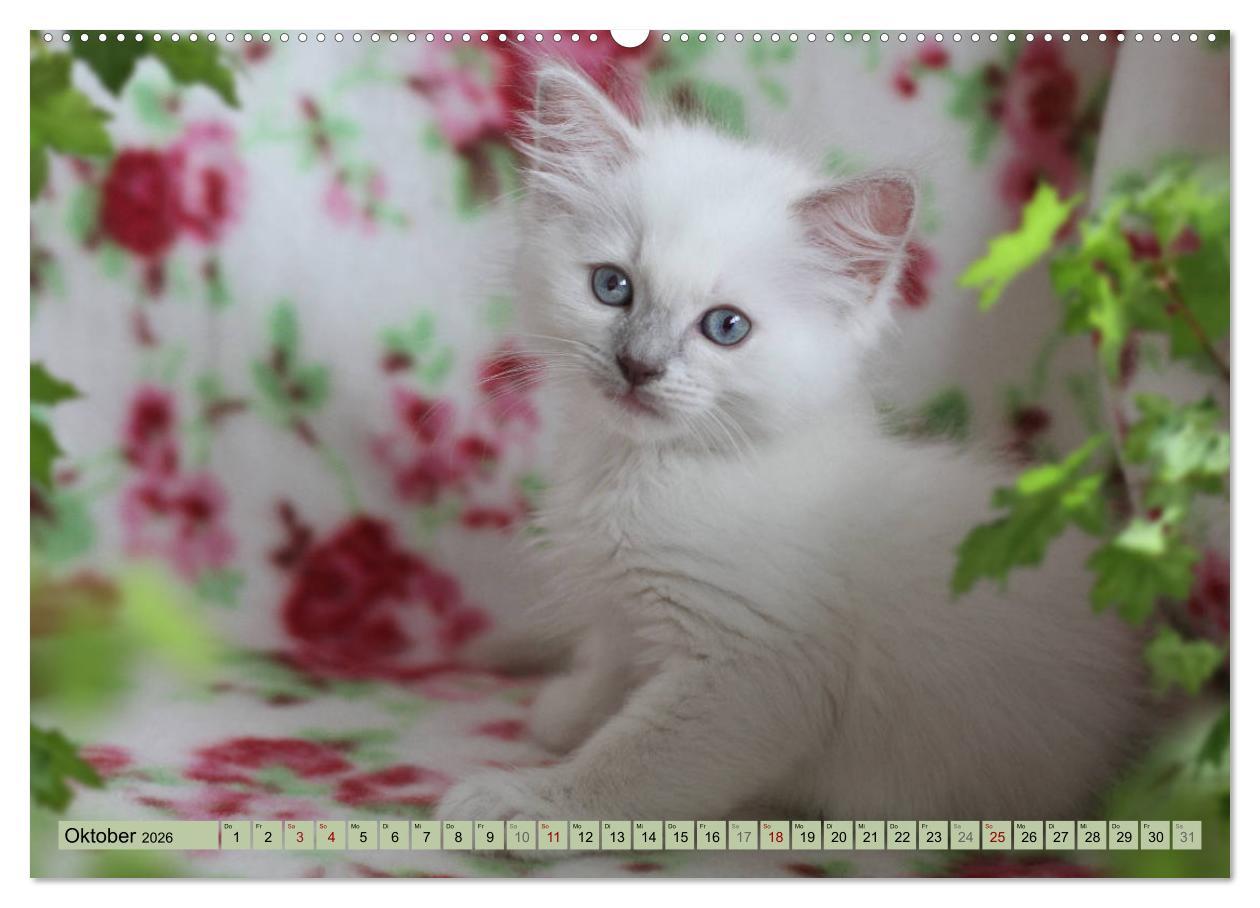 Beispielinhalt (Bild) RAGDOLLS Impressionen aus der Kinderstube (hochwertiger Premium Wandkalender 2026 DIN A2 quer), Kunstdruck in Hochglanz