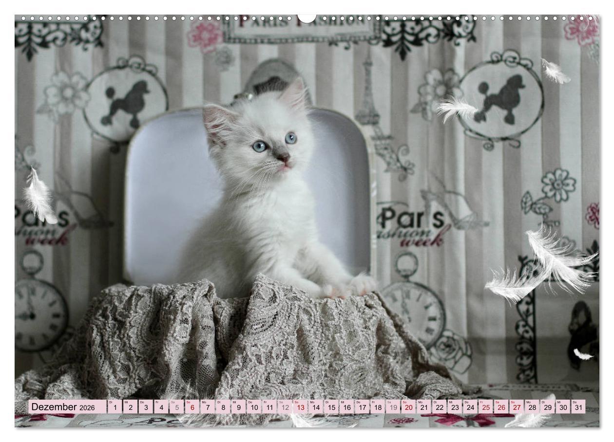 Beispielinhalt (Bild) RAGDOLLS Impressionen aus der Kinderstube (hochwertiger Premium Wandkalender 2026 DIN A2 quer), Kunstdruck in Hochglanz