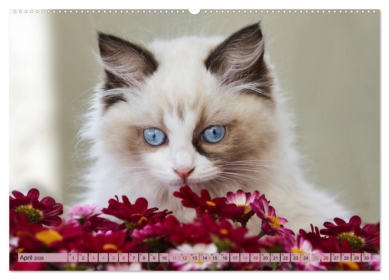 Beispielinhalt (Bild) RAGDOLLS Impressionen aus der Kinderstube (hochwertiger Premium Wandkalender 2026 DIN A2 quer), Kunstdruck in Hochglanz